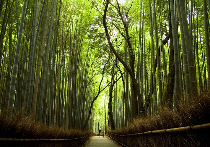 cảnh-đẹp-nhật-bản-Sagano.Bamboo.Forest.original-358x250